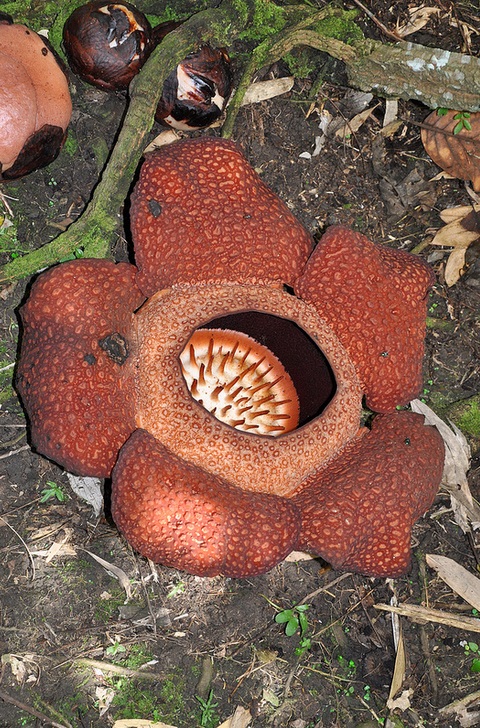 rafflesia by shankar s.